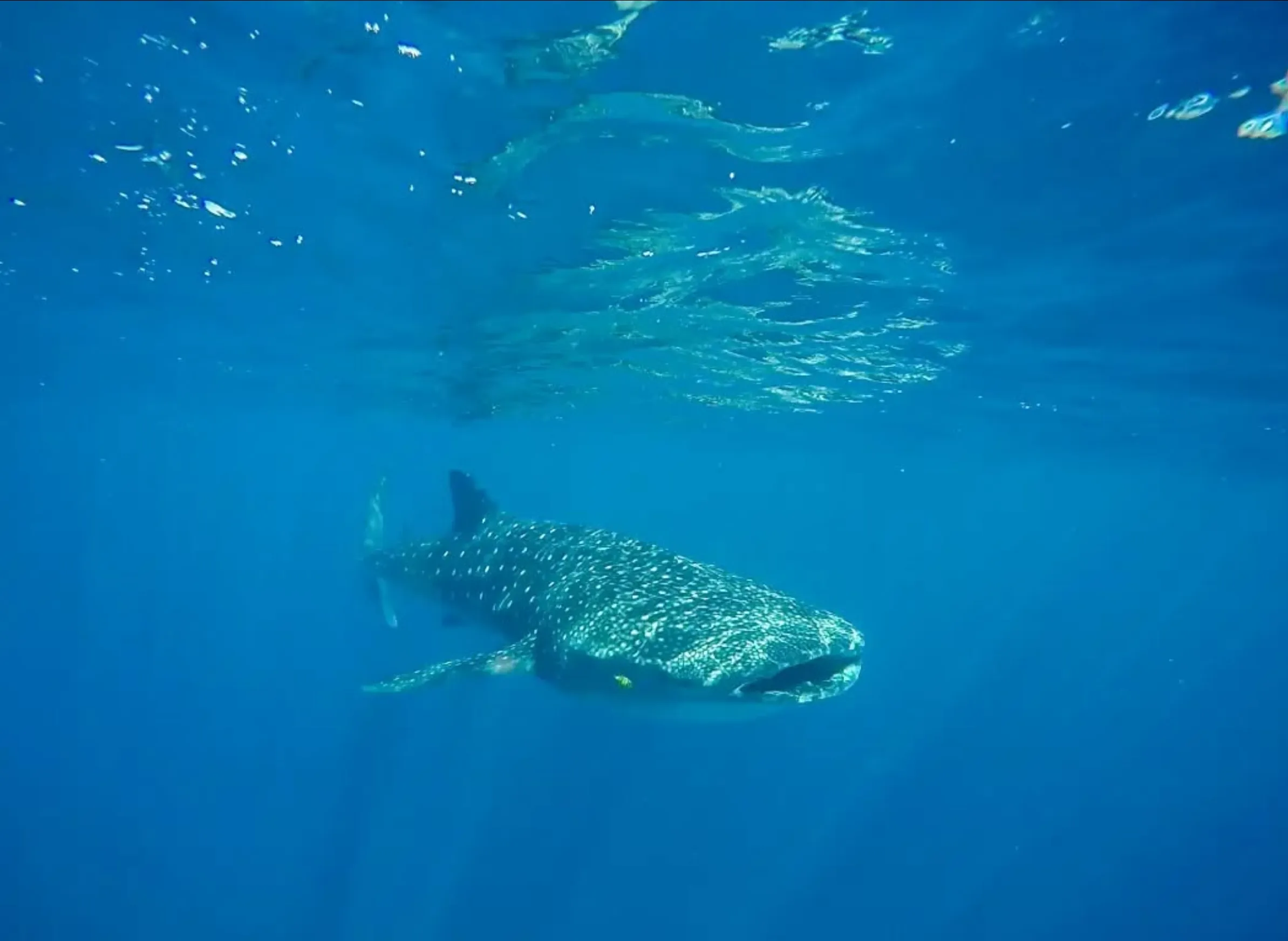 whale shark tours