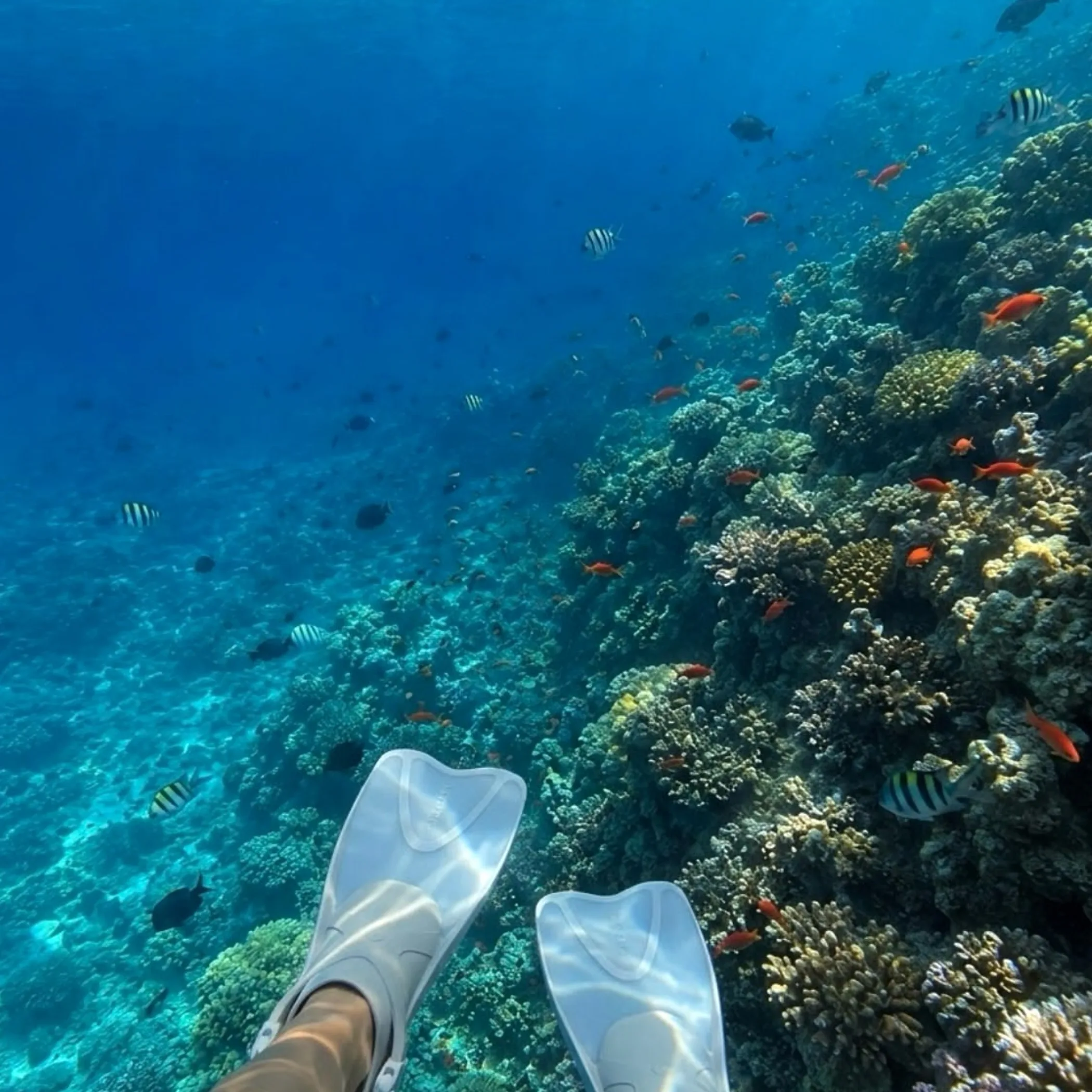 reef scene with fish and fins