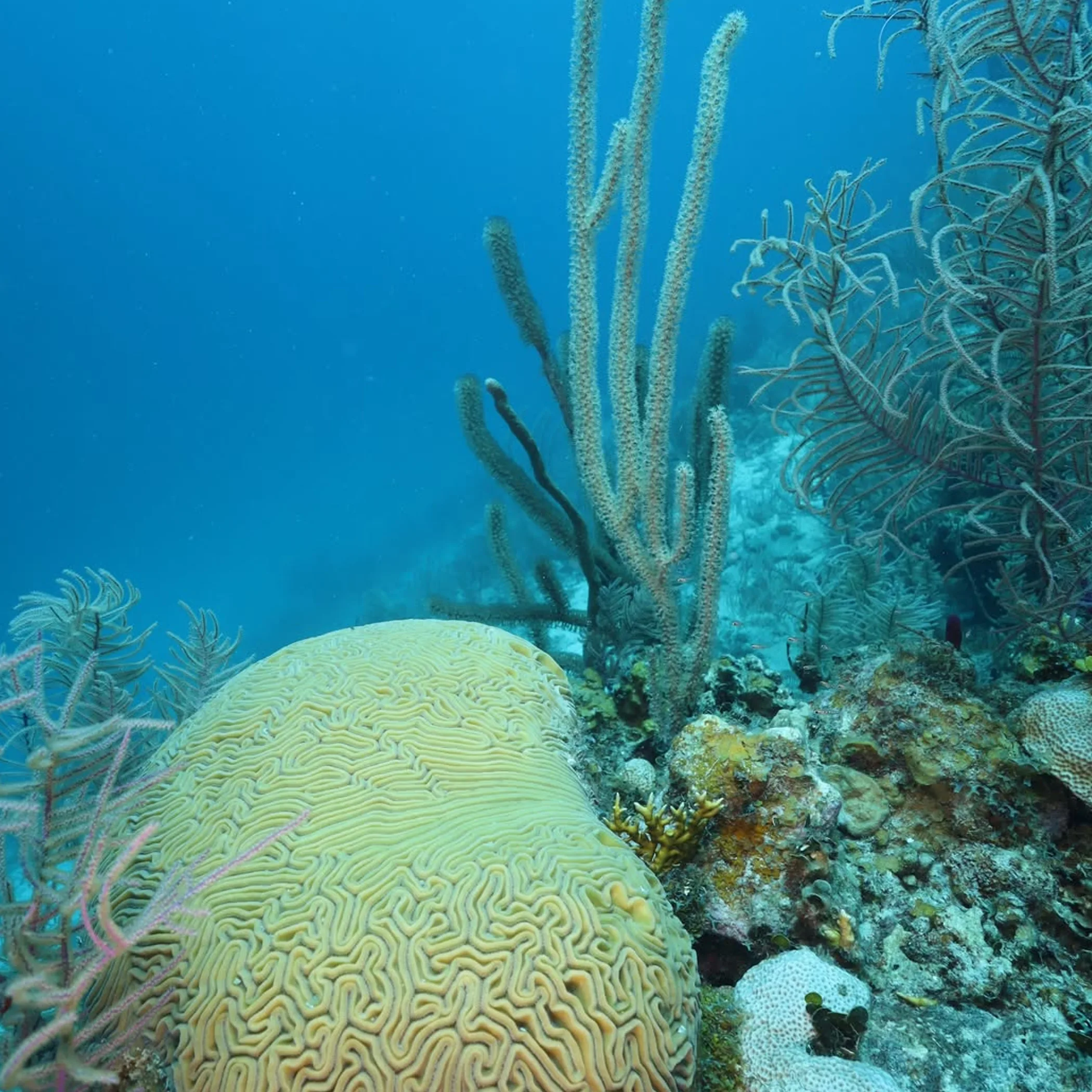 brain coral and diverse reef structures