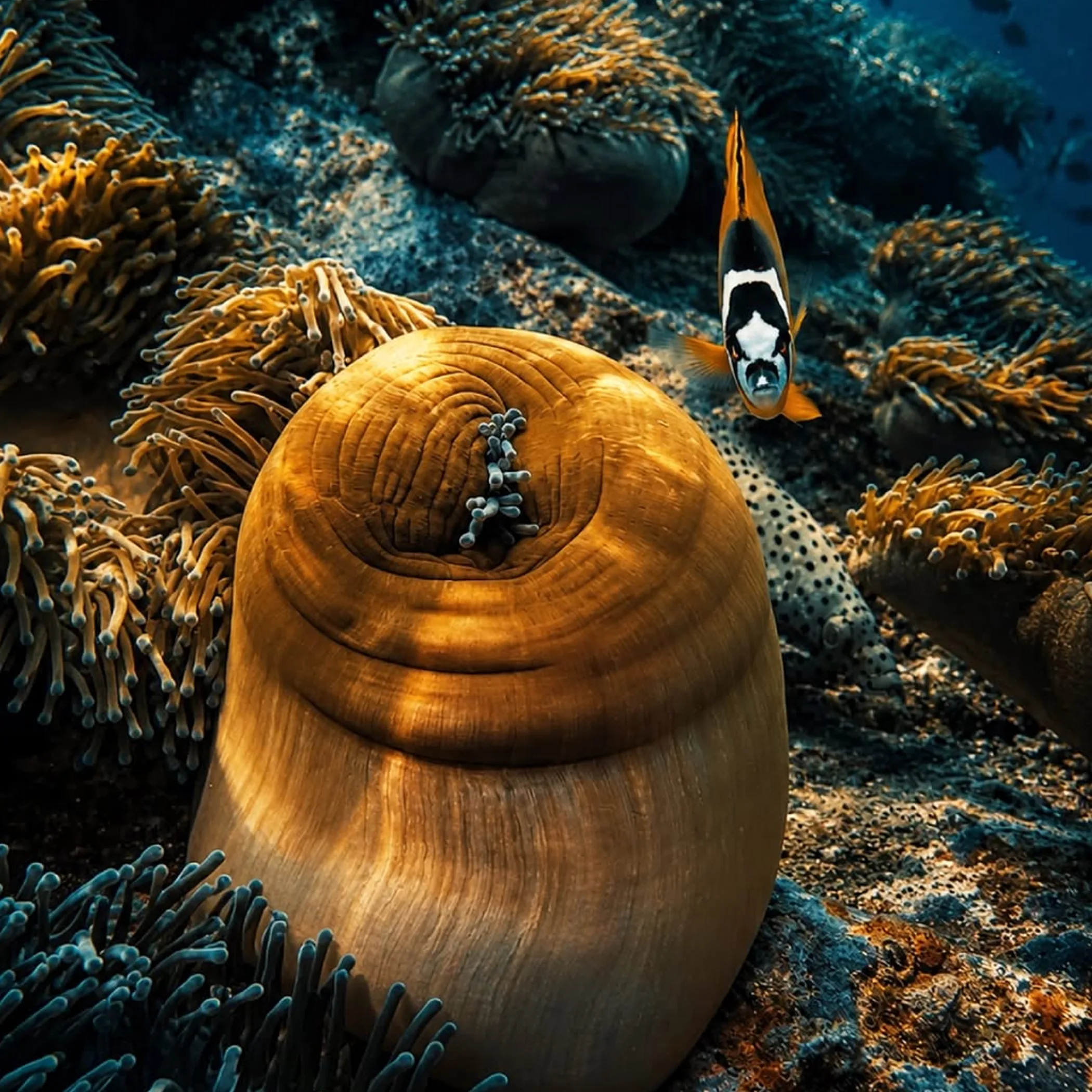 underwater reef marine life