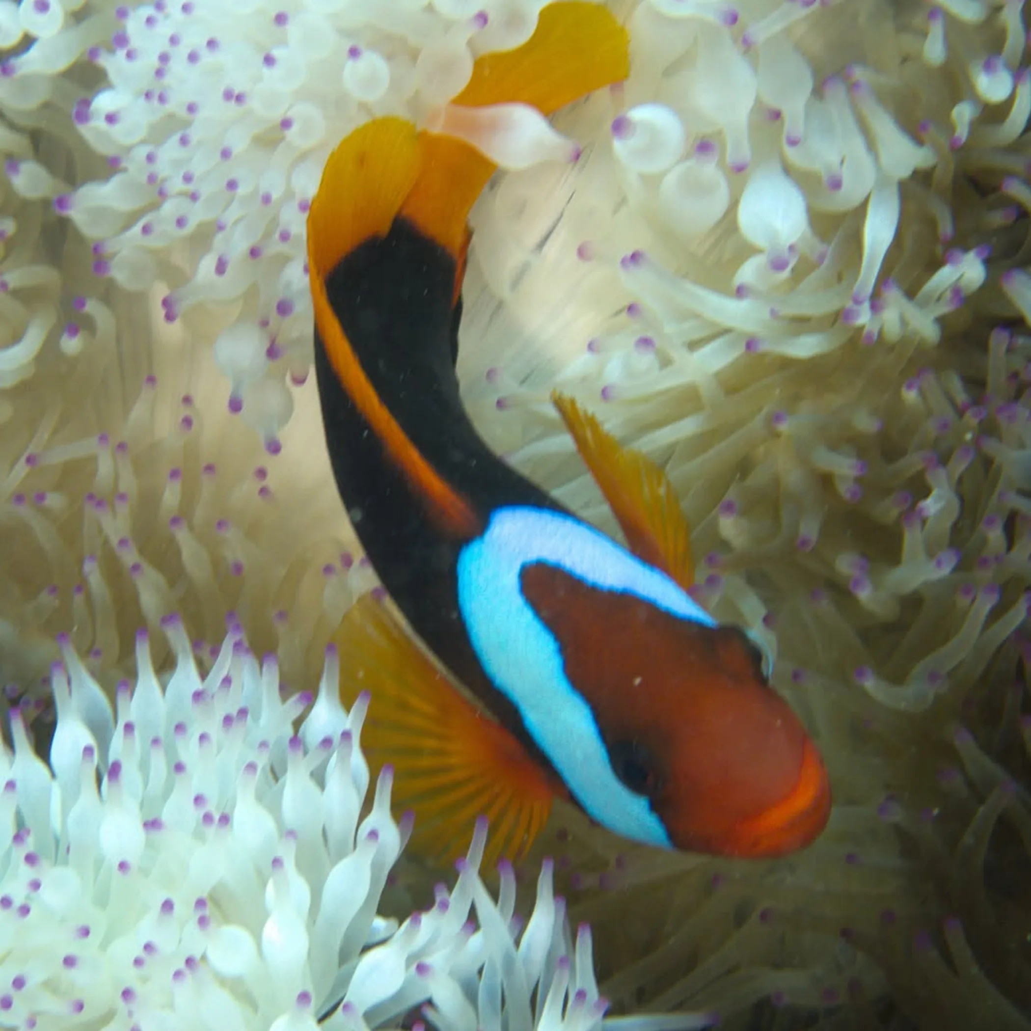 underwater great barrier reef marine life