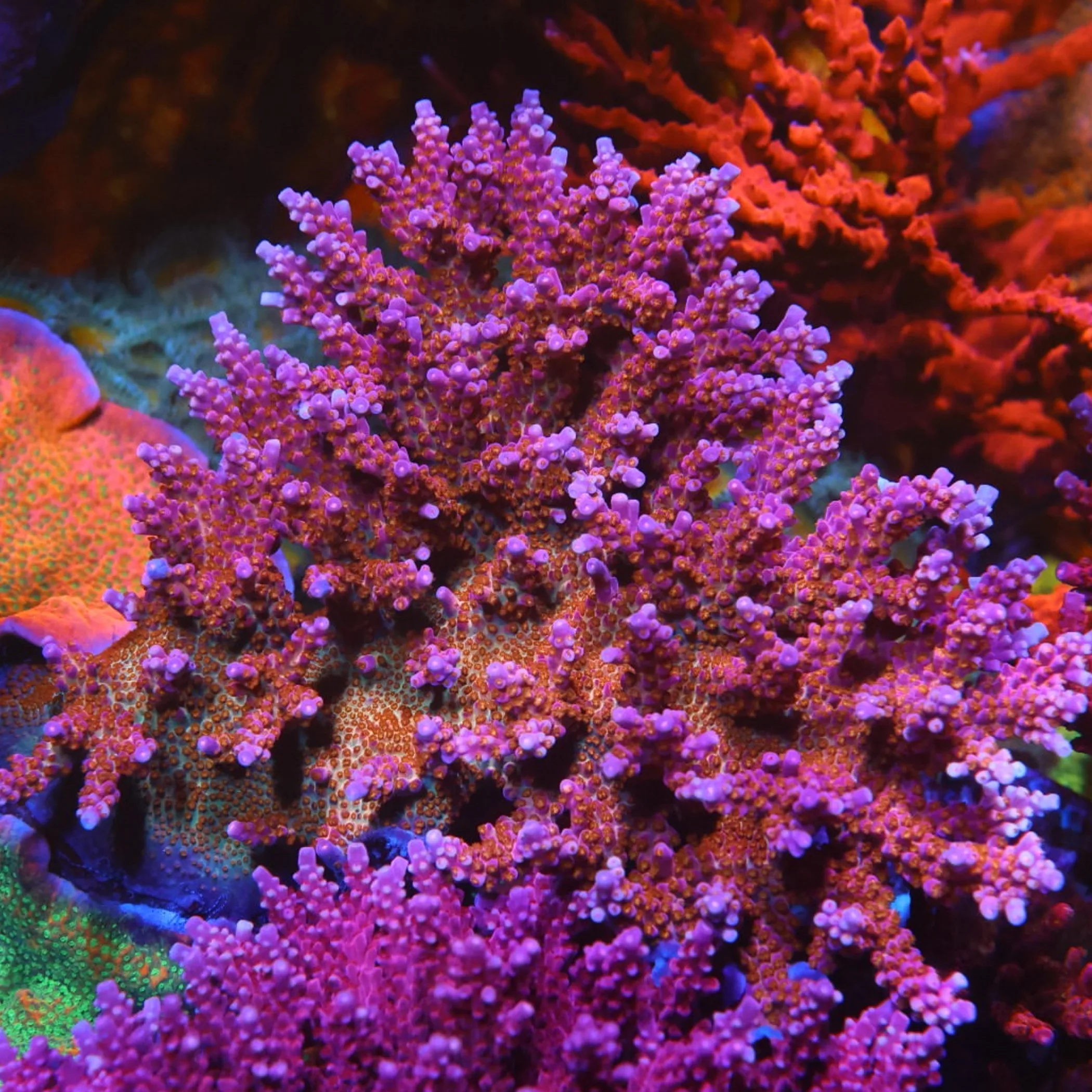underwater coral reef photograph