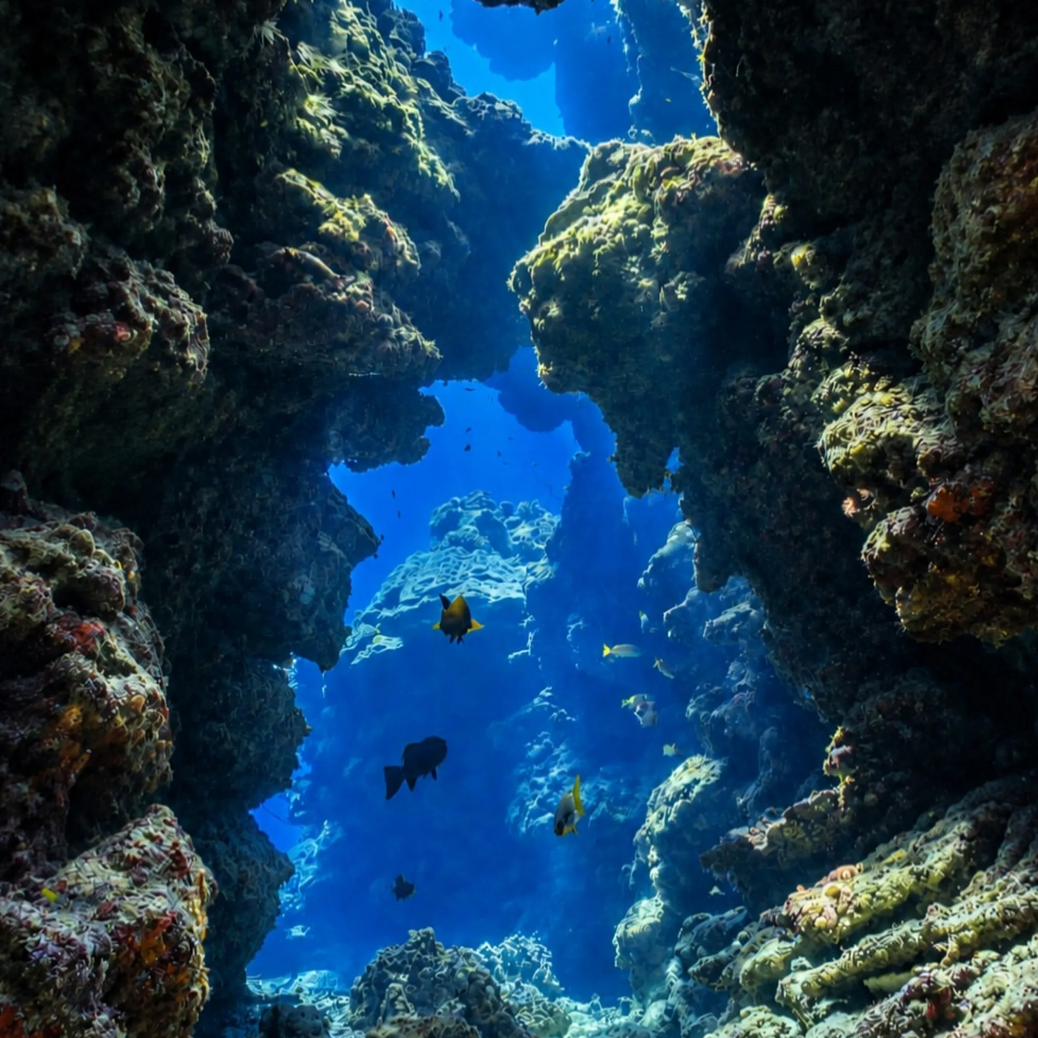 underwater coral reef photograph